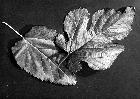 Photo n 189092