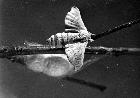 Photo n 189096