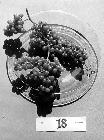 Photo n 189331