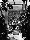 Photo n 189332