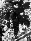 Photo n 189333
