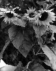 Photo n 189362