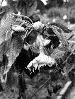 Photo n 189365
