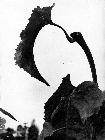 Photo n 189367