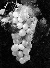 Photo n 190312