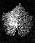 Photo n 190318