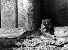 Photo n� 190809