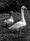 Photo n� 190810