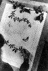 Photo n� 194389