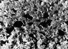 Photo n 203940