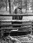 Photo n 204701