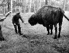 Photo n 204703