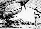Beeld nr. 621573